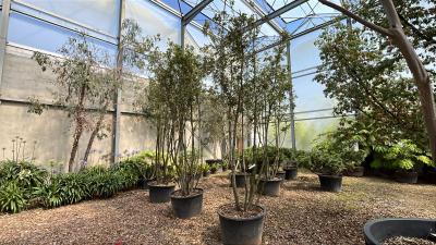 QUERCUS ILEX